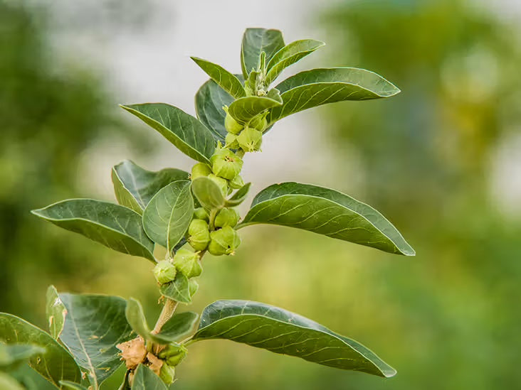 Discover the Magic of Ashwagandha: Your Stress-Busting Superstar